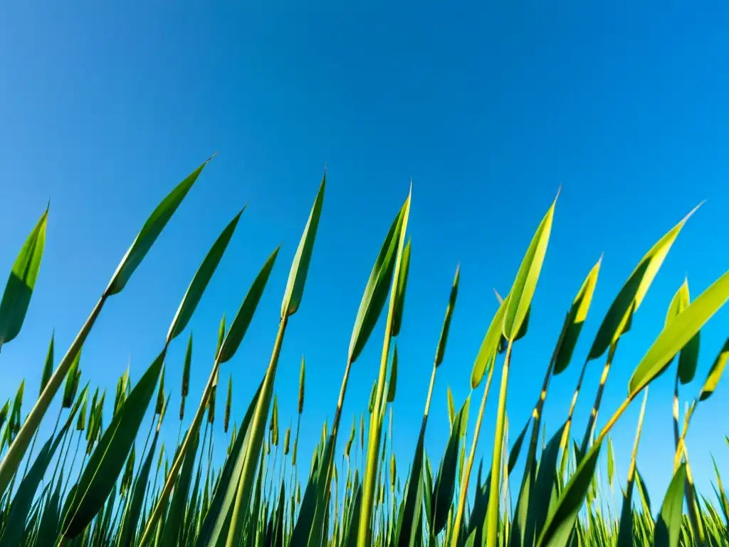 Un campo de altos y delgados tallos de caña de azúcar bajo un cielo azul