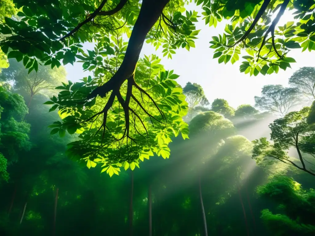 Un frondoso bosque verde con luz solar filtrada entre las ramas